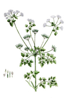 Scandix cerefolium