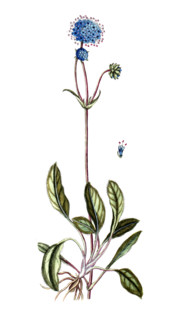 Centaurea scabiosa