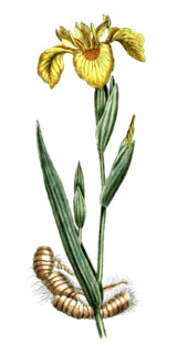 Iris pseudacorus