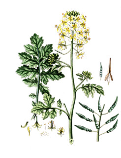 Sinapis alba