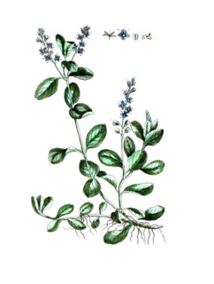 Veronica officinalis