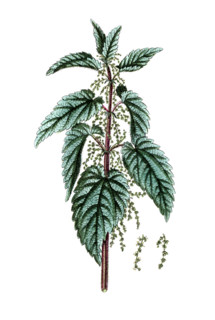 Urtica dioica