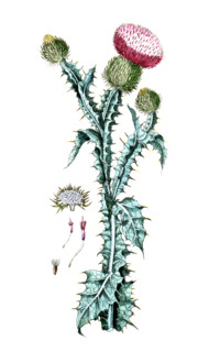 Onopordum acanthium