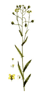 Camelina sativa