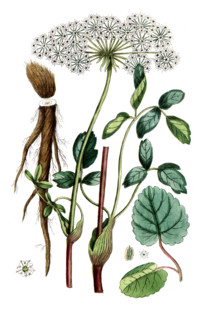 Laserpitium latifolium
