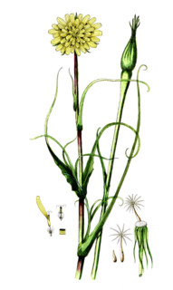 Tragopogon pratense