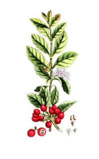 Cassine peragua