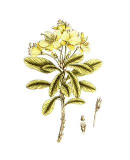Rhododendron chrysanthemum