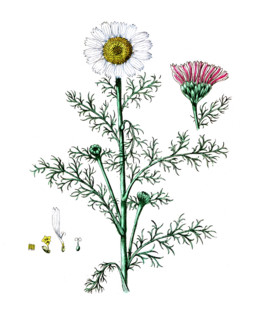 Rhododendron chrysanthemum