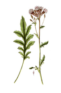 Serratula tinctoria