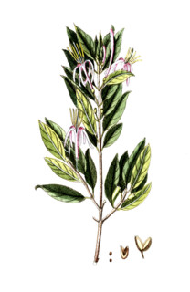 Cinchona caribaea