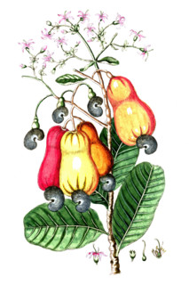 Anacardium occidentale