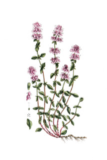 Thymus serpyllum