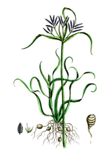 Cyperus rotundus