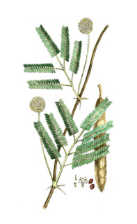 Mimosa senegal