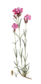 Dianthus carthusianorum