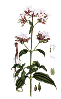 Saponaria officinalis