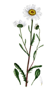 Chrysanthemun leucanthemum