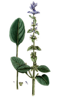 Salvia horminum