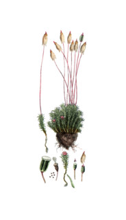 Polytrichum commune