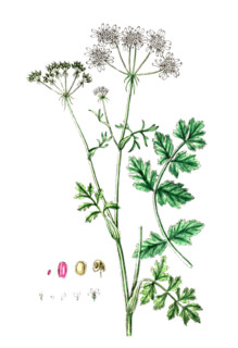 Tordylium officinale