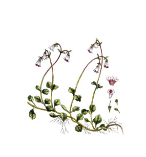 Linnea borealis