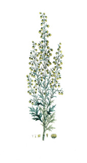 Artemisia pontica