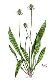 Plantago lanceolata