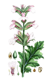 Mimosa nilotia