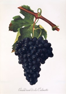 Ampelograhie. grape variety science. oenology. viticulture. grape. vine. Grand-Noir-de-la-Calmette