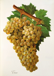 Ampelograhie. grape variety science. oenology. viticulture. grape. vine. Tiro grape. digitally
