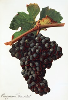 Ampelograhie. grape variety science. oenology. viticulture. grape. vine. Carigna-Bouschet grape.