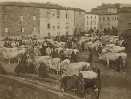 The livestock market in Chiusdino
