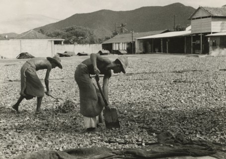 Drying coconuts in Venezuela. ca. 1930