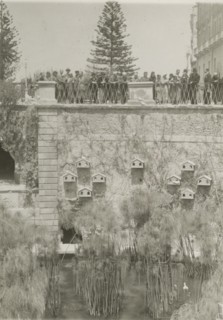 Arethusa Fountain in Ortigia.  Syracuse. 
	
		1924