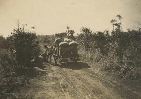 Coffee harvest in Brazil. 1910-1940