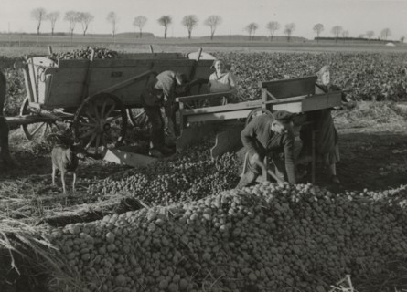 Potato harvest in Germany.
