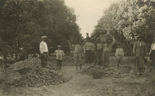 Argentine farm workers at work in an orchard. 
	
		1930