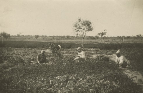 Forage harvesting carried out by indigenous people in the Experimental Institute. 
	
		1924-1943