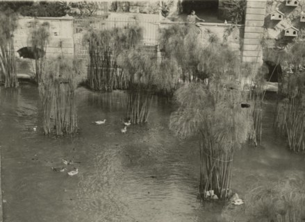The Fountain of Arethusa in Ortigia. 1924