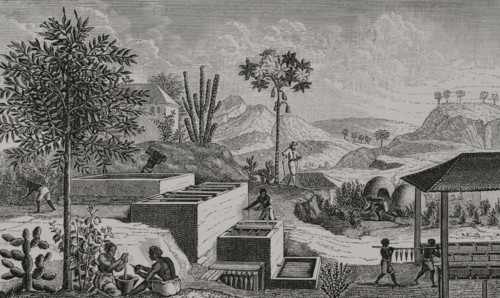 Indigo factory in Senegal. Enslaved women worked in the indigo fields, cultivating and maintaining