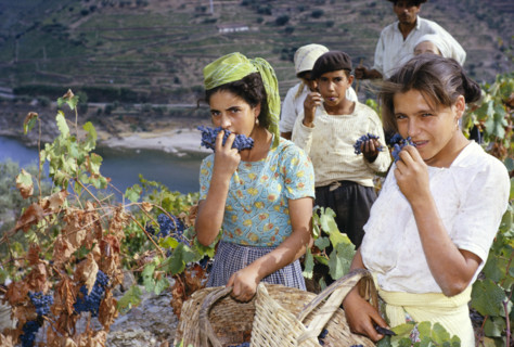 A series of images about port wine production in Portugal c 1960 people harvesting grapes posing