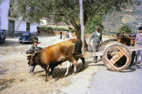 A series of images about port wine production in Portugal c 1960 - traditional ox cart.