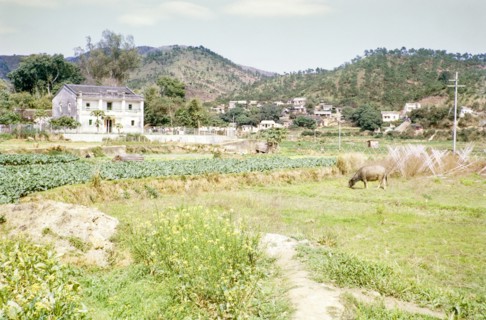 Farmland agriculture mixed use Tai Po, New Territories, Hong Kong, Asia, 1964.