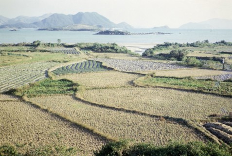 Rice paddy fields and vegetables growing on farmland, Pak Choy, Sai Kung, New Territories, Hong