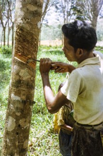 Male rubber tapper stripping off dried latex from rubber tree, Malaya, Malaysia, south east Asia,