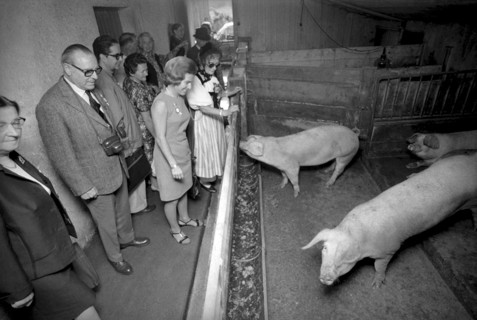 Swiss expatriate meeting, pig-breeding in Durrenasch, 1970