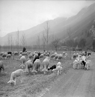 Christmas Eve 1957: shepherd Bartholomeo Baietto, Vionnaz