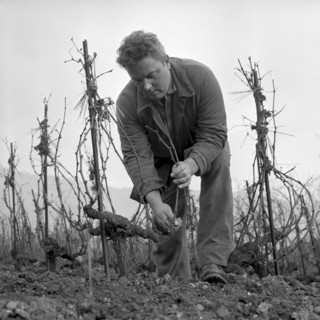 Christmas Eve 1957: Winegrower Claude Ponnanz works in the vineyard