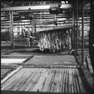 Tannery Olten 1958